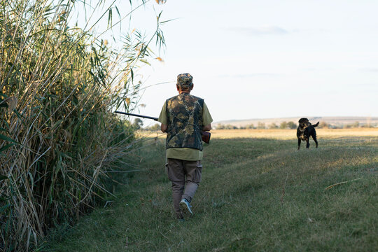 A hunter with a gun and his pet dogs. A spaniel and a german wirehaired pointer drathaar in search of a pheasant.