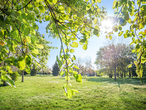 Sunlight through green tree branches over park meadow landscape
