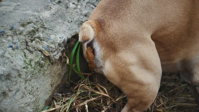 Bulldog sniffs grass near stone wall. Animal explores natural environment. Scene shows curious canine behavior. Useful for pet content or nature documentaries. No people visible