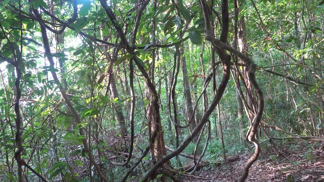 Mountain forests in the dry season are intertwined with tree vines and branches. Thailand. Sounds of tropical jungle cicadas ringing.