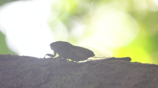 Mountain forests in the dry season and the singing tropical cicada. Thailand