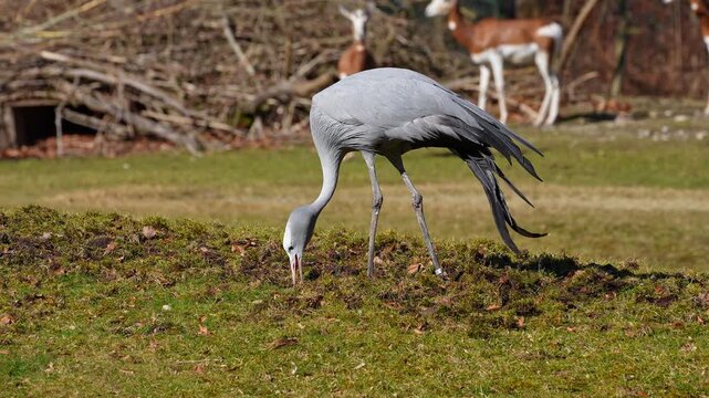 The Blue Crane, Grus paradisea, is an endangered bird specie endemic to Southern Africa. It is the national bird of South Africa