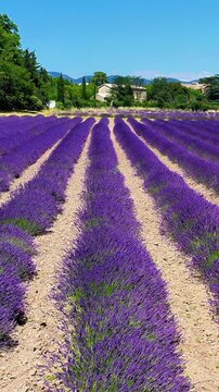 rows of purple lavender field blooming under blue sky in provence