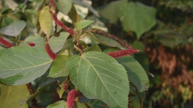 Acalypha Hispida Chenille Plant Red Fuzzy Flower Spikes Panning Shot Right To Left In Tropical Garden.