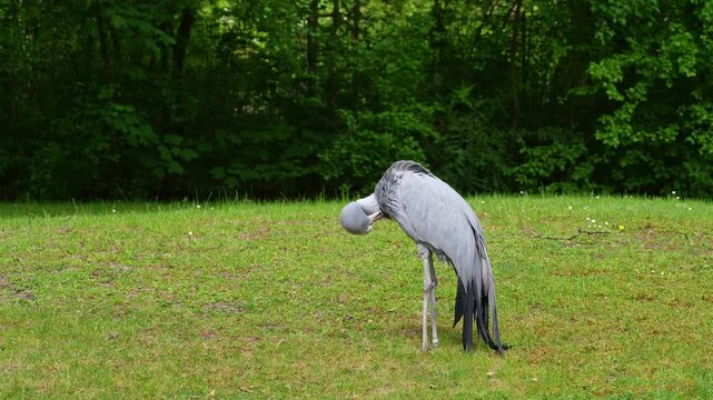 The Blue Crane, Grus paradisea, is an endangered bird specie endemic to Southern Africa. It is the national bird of South Africa