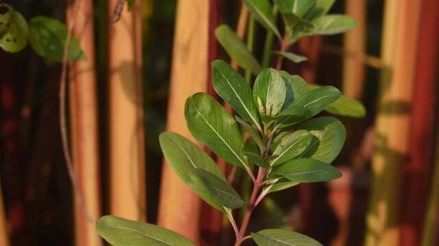 Catharanthus Roseus Madagascar Periwinkle Buds Panning Left To Right In Warm Garden Morning Light.