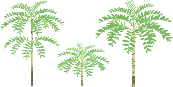 Botanical Averrhoa tree vector illustration collection isolated transparent background