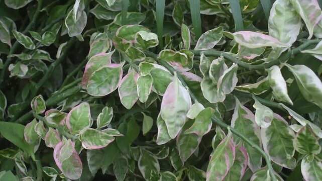 Euphorbia Tithymaloides Devils Backbone Zigzag Stems and Succulent Leaves Panning Left To Right In Garden.
