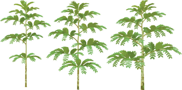 Botanical Averrhoa tree vector illustration collection isolated transparent background