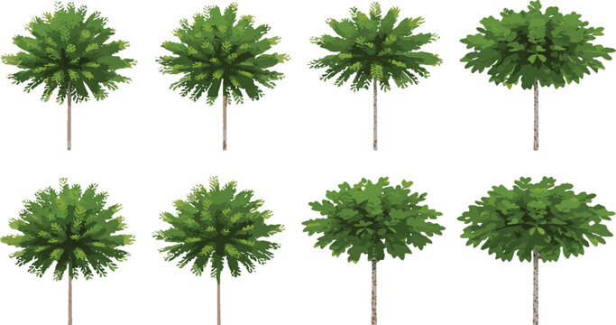 Tropical Averrhoa carambola tree vector collection isolated on transparent background