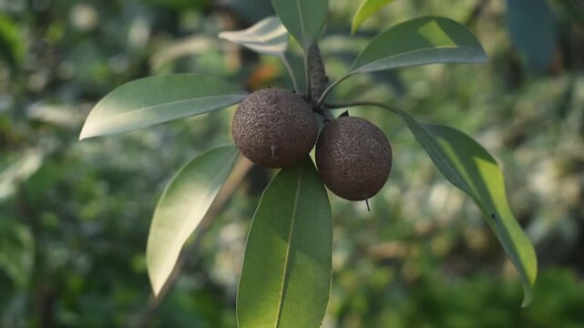 Manilkara Zapota Sapodilla Fruit Hanging on Tree Branch Among Lush Green Leaves in Tropical Garden.