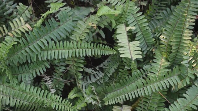 Nephrolepis Cordifolia Fishbone Fern With Arching Fronds Panning Left To Right In Shaded Tropical Garden.