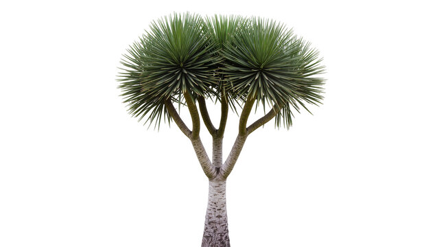 Yucca elephantipes tree with green spiky leaves and textured trunk