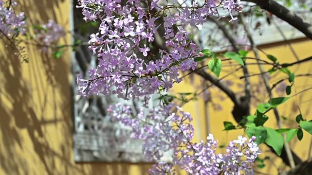 Lilacs swaying in the wind 