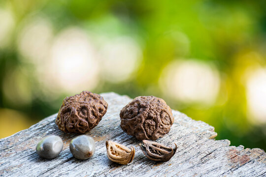 Devil's Claw,Dracontomelon dao (Blanco) Merr. & Rolfe and Caesalpinia bonduc dried fruits on natural background.