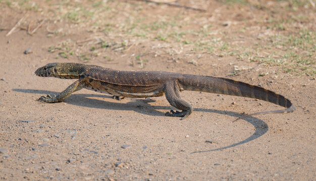 Wasserwaran oder Nilwaran, genannt im Kr&uuml;ger National Park - Kruger Nationalpark S&uuml;dafrika