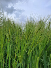 Obraz premium green wheat field