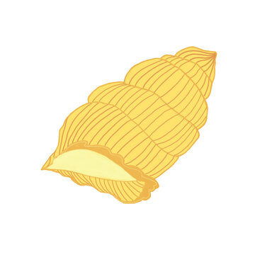  Yellow Seashell Illustration