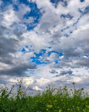 A bright blue sky filled with fluffy white and gray clouds hangs over a green meadow dotted with yellow wildflowers. A contrasting summer landscape conveying an atmosphere of freedom and space.