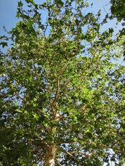 Fototapeta premium Sunlight Through Green Tree Canopy Viewed From Below on a Clear Blue Sky Day