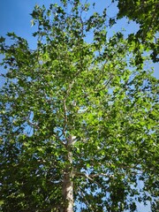 Fototapeta premium Sunlight Through Green Tree Canopy Viewed From Below on a Clear Blue Sky Day