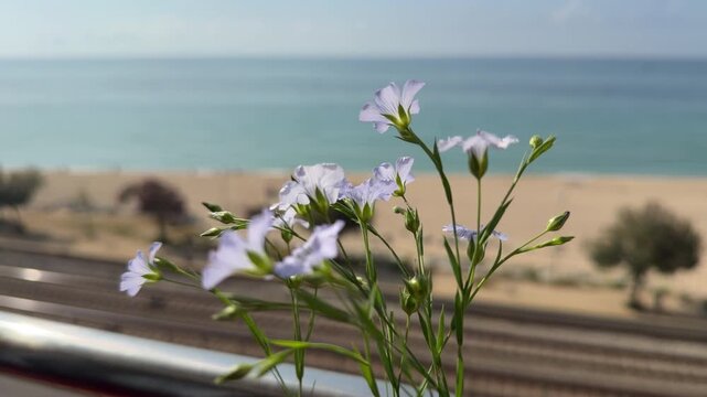 Flores silvestres junto al mar Mediterr&aacute;neo con la costa del Maresme al fondo &mdash; v&iacute;deo 4K Blackmagic Camera iPhone 17 Pro