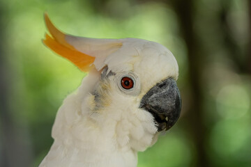 Close-up portrait of white cockatoo with yellow crest © Noa Amel