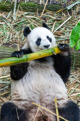 Giant panda eating bamboo while lying in zoo habitat © Amane