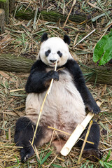 Obraz premium Giant panda sitting and eating bamboo in zoo habitat