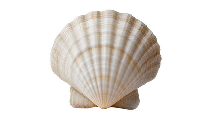 Two beige and white scallop shells with ribbed texture © Sarah