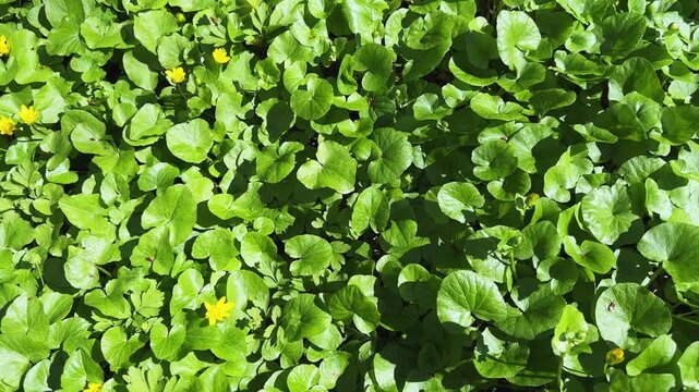 Glade in forest overgrown with lesser celandine at sunny day