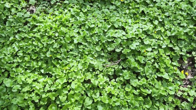 Glade in forest overgrown with lesser celandine at sunny day
