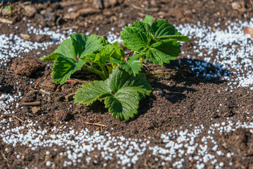 Obraz premium White fertilizer mineral granules scattered around young green strawberry seedlings. Rich topsoil, sunny outdoor. Soil infused fertilizers supports plant development. Garden area, fertilized plants
