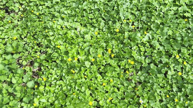 Glade in forest overgrown with lesser celandine at sunny day