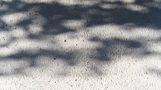 Gray asphalt surface with a leaf and foliage shadows moving in the wind on a sunny day