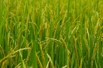 Fototapeta premium Paddy rice field in the booting stage with swollen leaf sheaths, showing the beginning of grain development.