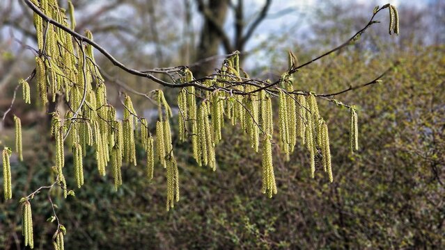 Tree branches with long catkins of Alnus Serrulata, the Hazel alder or Smooth alder.