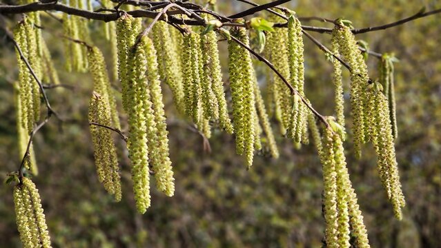 Tree branches with long catkins of Alnus Serrulata, the Hazel alder or Smooth alder.