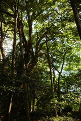 Fototapeta premium The sacred forest of Izawa-no-miya Shrine, where nature and human history coexist in harmony, Shima, Mie, Japan (伊雜宮の鎮守の森)