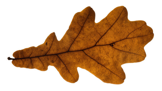 Brown oak leaf with visible veins and serrated edges