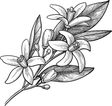 Neroli. Bitter orange branch with flowers, buds and leaves. Isolated ink sketch. Hand drawn vintage engraving illustration.