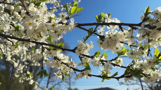 Blooming cherry tree branch against clear sky in sunny day