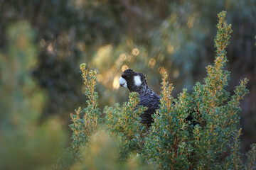 Carnaby black cockatoo in bushland  in Western Australia © Tove Liv