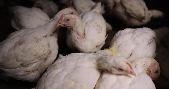   large fat broiler chickens that are raised in a rural poultry farm, some of the large fat chickens without feathers, meat breed chickens in poultry farm