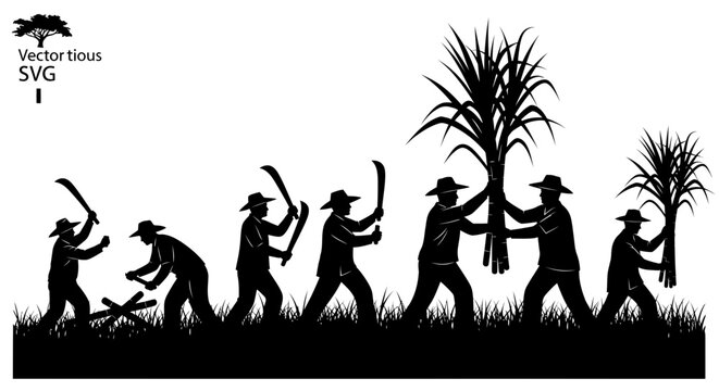 Workers harvesting sugarcane in field.