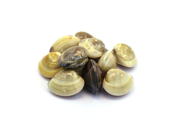 Closed up fresh baby clams. venus shell. shellfish. carpet clams. short necked clams. as raw food from the sea are the seafood ingredients. fresh clams isolated on white background © Pisan