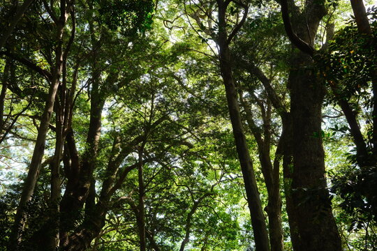 The sacred forest of Izawa-no-miya Shrine, where nature and human history coexist in harmony, Shima, Mie, Japan (伊雜宮の鎮守の森)