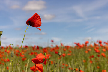 Fototapeta premium Floraison de coquelicots dans une culture céréalière, symbole de résilience écologique. Image pouvant servir d'arrière-plan pour illustrer le thème du printemps