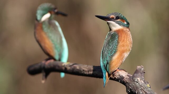 Two young common kingfishers perched on a branch in wild nature