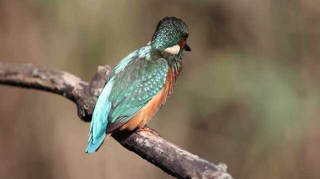 Young common kingfisher perched on a branch and flying away. Juvenile Alcedo atthis takeoff